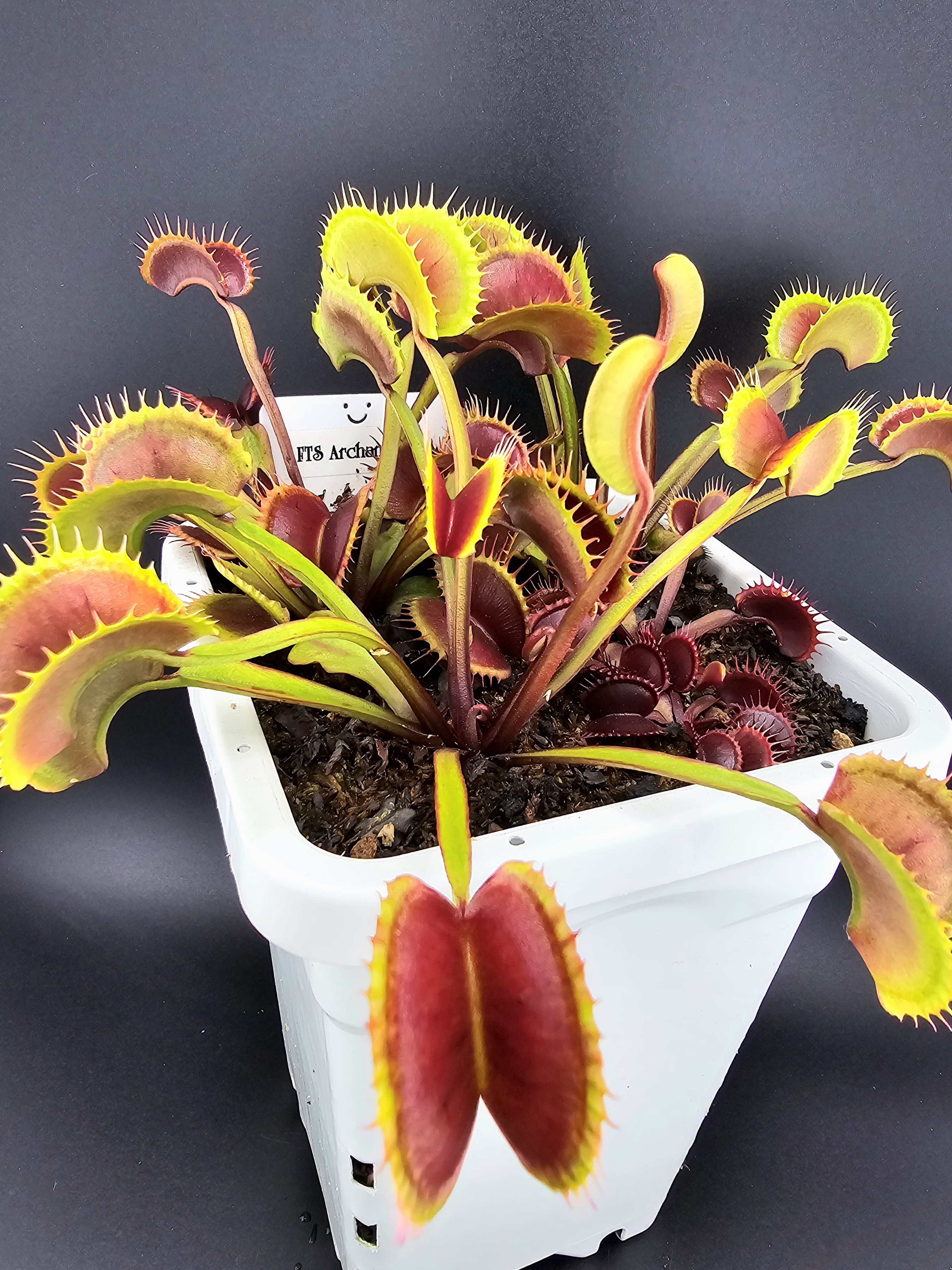 Dionaea m. FTS Archangel | Carnivorous Plant Sales
